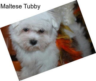 Maltese Tubby