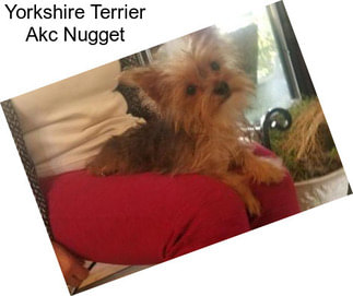 Yorkshire Terrier Akc Nugget