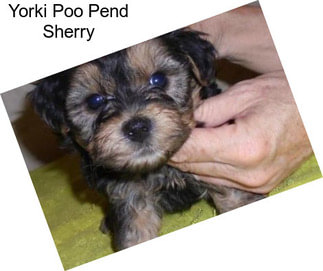 Yorki Poo Pend Sherry