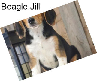 Beagle Jill
