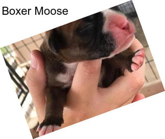 Boxer Moose