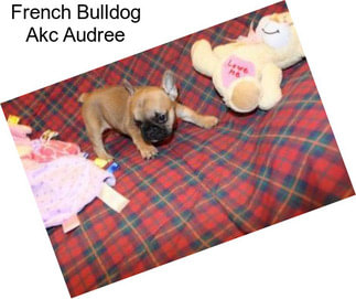 French Bulldog Akc Audree