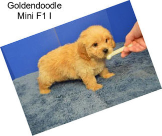Goldendoodle Mini F1 I