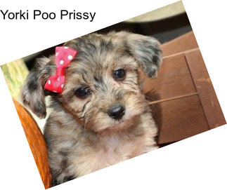 Yorki Poo Prissy