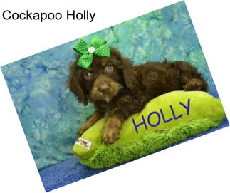 Cockapoo Holly