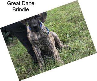 Great Dane Brindle