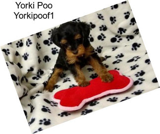 Yorki Poo Yorkipoof1