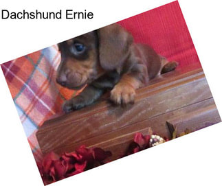 Dachshund Ernie