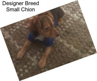 Designer Breed Small Chion