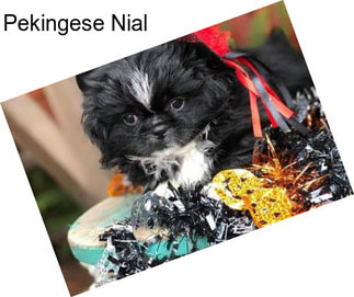 Pekingese Nial