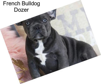French Bulldog Dozer