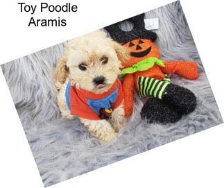 Toy Poodle Aramis
