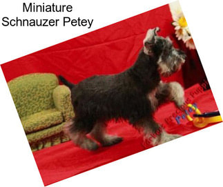 Miniature Schnauzer Petey