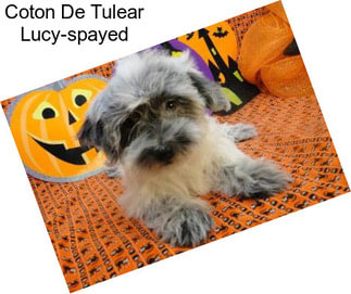 Coton De Tulear Lucy-spayed