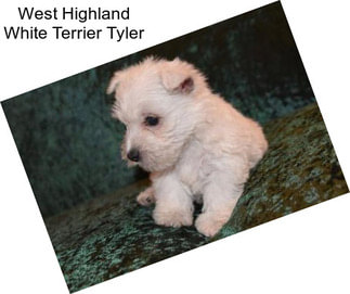 West Highland White Terrier Tyler