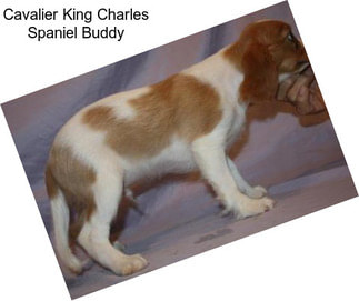 Cavalier King Charles Spaniel Buddy