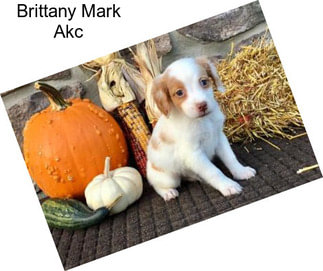 Brittany Mark Akc