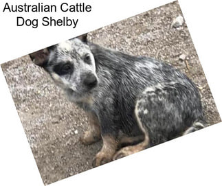 Australian Cattle Dog Shelby