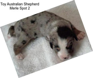 Toy Australian Shepherd Merle Spot 2