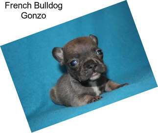 French Bulldog Gonzo