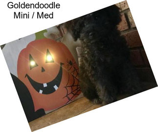 Goldendoodle Mini / Med