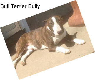 Bull Terrier Bully