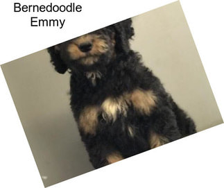 Bernedoodle Emmy