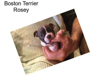 Boston Terrier Rosey