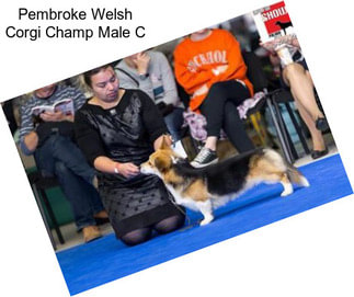 Pembroke Welsh Corgi Champ Male C