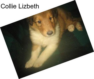 Collie Lizbeth