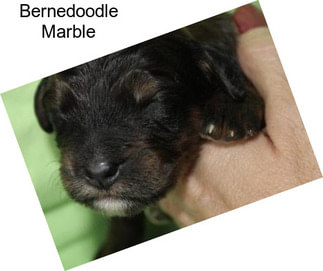 Bernedoodle Marble
