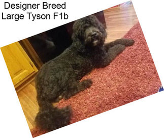 Designer Breed Large Tyson F1b