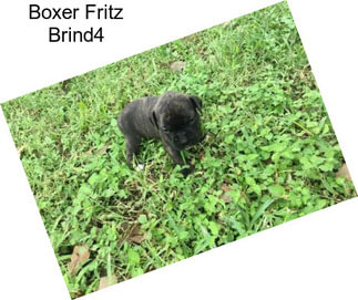 Boxer Fritz Brind4