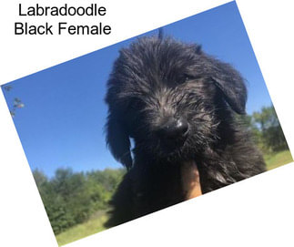 Labradoodle Black Female