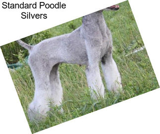 Standard Poodle Silvers
