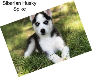 Siberian Husky Spike