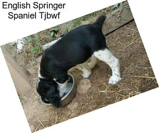 English Springer Spaniel Tjbwf