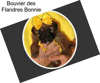 Bouvier des Flandres Bonnie