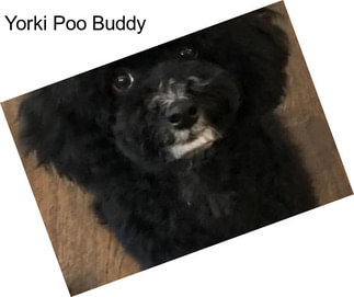 Yorki Poo Buddy