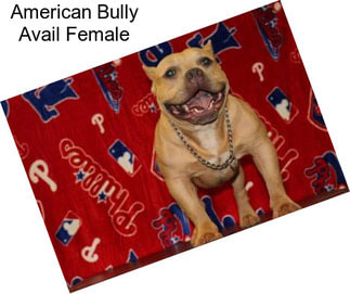 American Bully Avail Female
