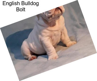English Bulldog Bolt