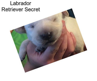 Labrador Retriever Secret