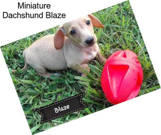 Miniature Dachshund Blaze