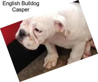 English Bulldog Casper