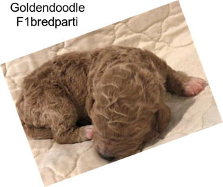 Goldendoodle F1bredparti