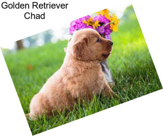 Golden Retriever Chad