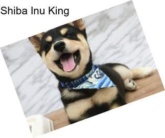 Shiba Inu King