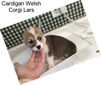 Cardigan Welsh Corgi Lars