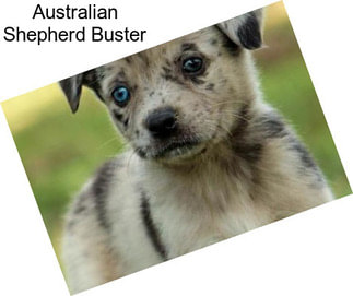 Australian Shepherd Buster