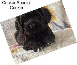 Cocker Spaniel Cookie